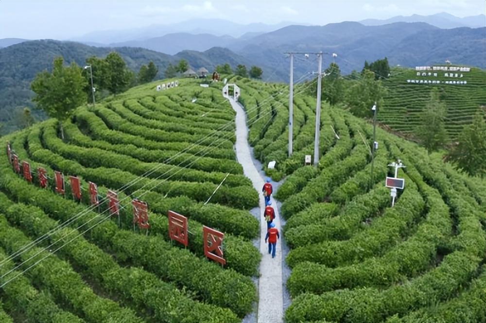 国网平利县供电公司电力充足蒋家坪茶旅风光美