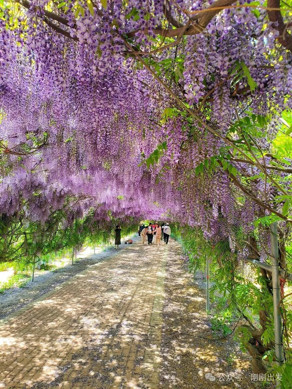 大连600米紫藤长廊正是时候,快去打卡吧