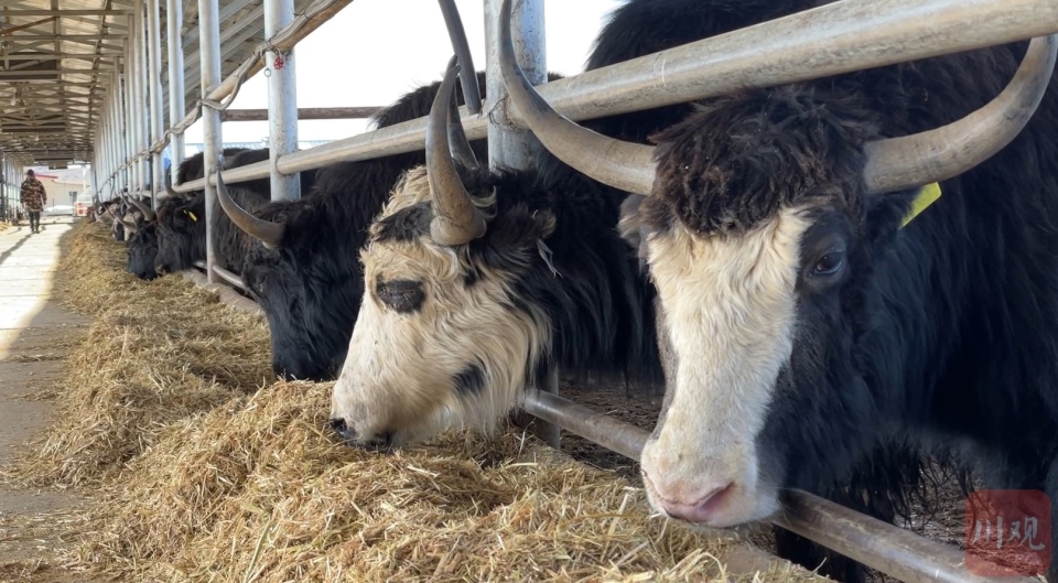 1956年的红原奶粉品牌,迄今已有60多年的悠久历史,旗下的红原牦牛奶粉
