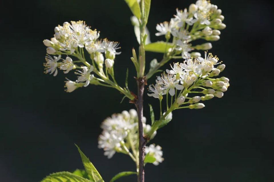 长白山植物千"种"风情~斑叶稠李
