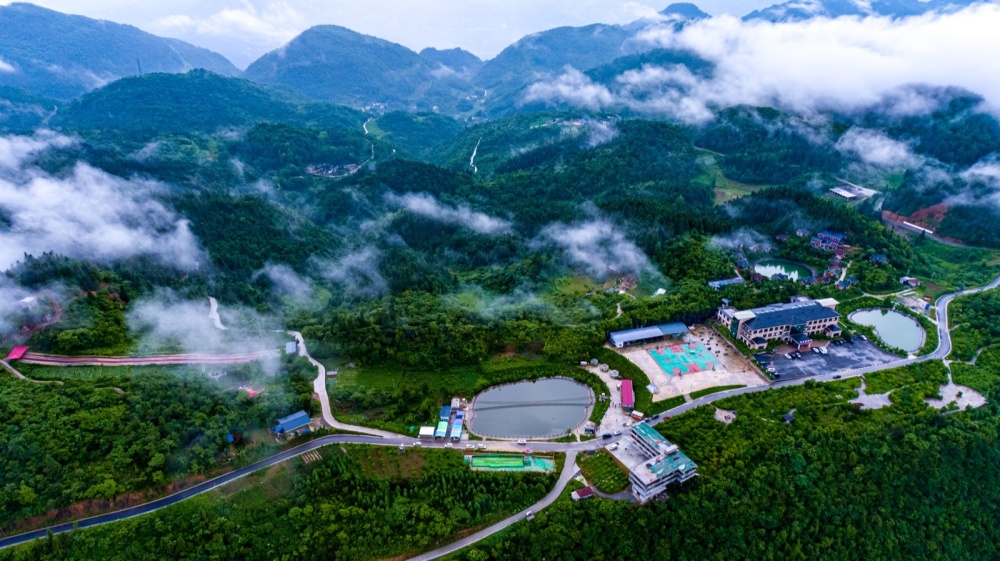 百家融媒重庆行丨走进彭水阿依林海 探访大山深处的"红豆杉王国"_腾讯