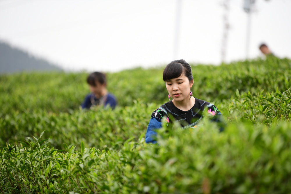 远香岩茶48万图片