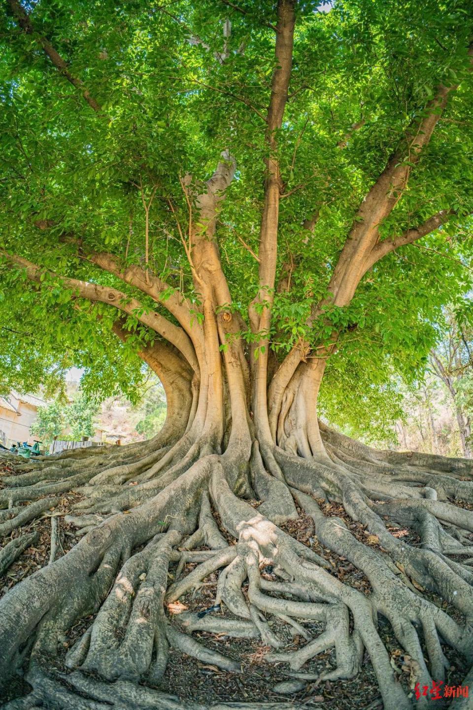 四川父子历时一月实地寻访,为336株古树名木拍"写真"
