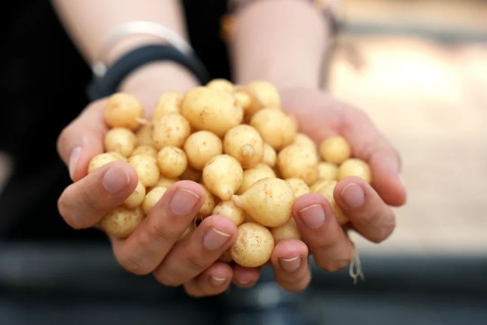 定西:种业强芯 科技赋能助力马铃薯产业发展