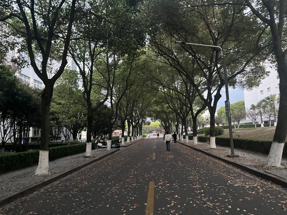 近日,温州马路街头惊现满地的落叶,冷不防让人恍惚了季节,以为到了