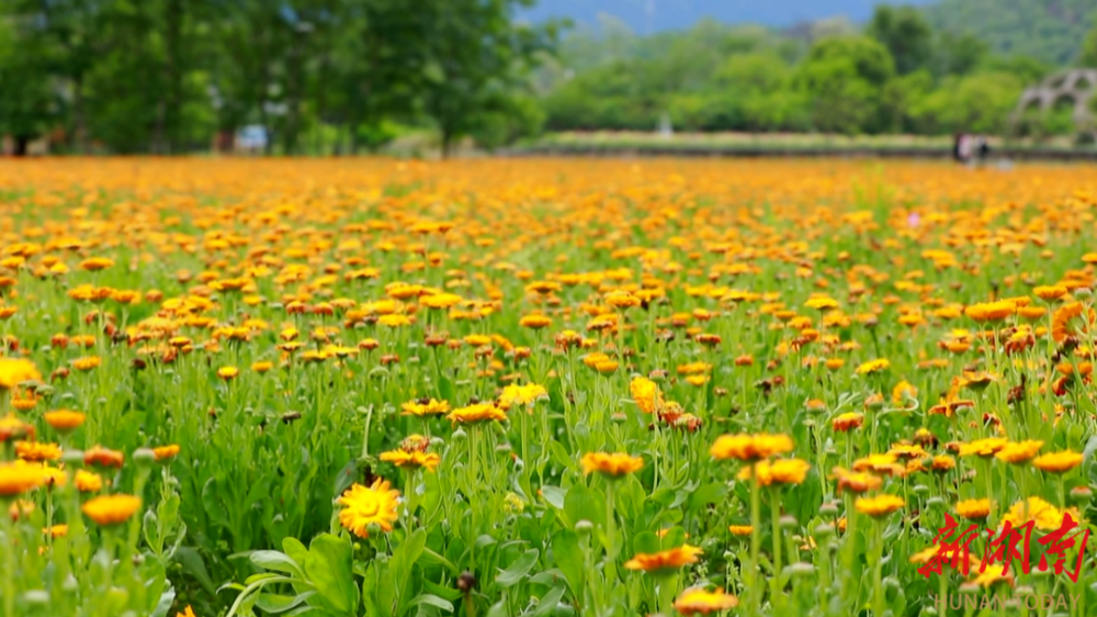 邓志宇 魏志轩近日,东安县大庙口镇南溪花海景区的百亩金盏花进入最佳