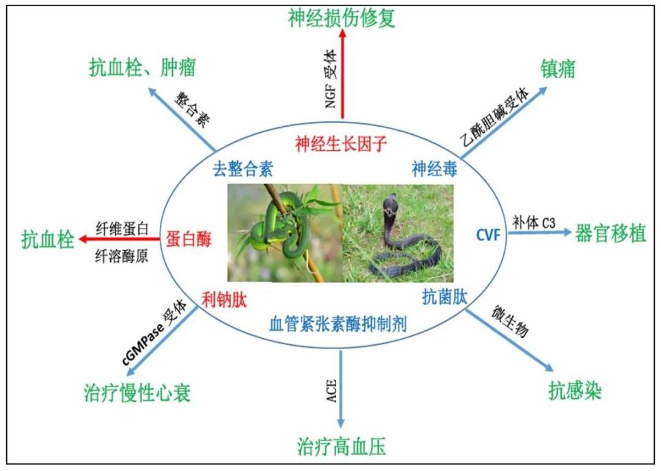 在"五毒"里寻找良药