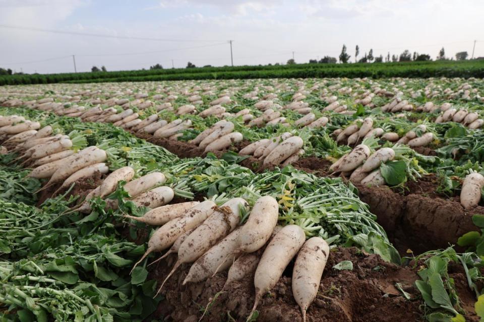 定边县白泥井镇1.5万亩白萝卜集中上市