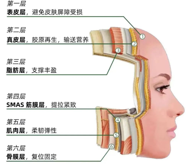 脸部皮肤图片结构图图片