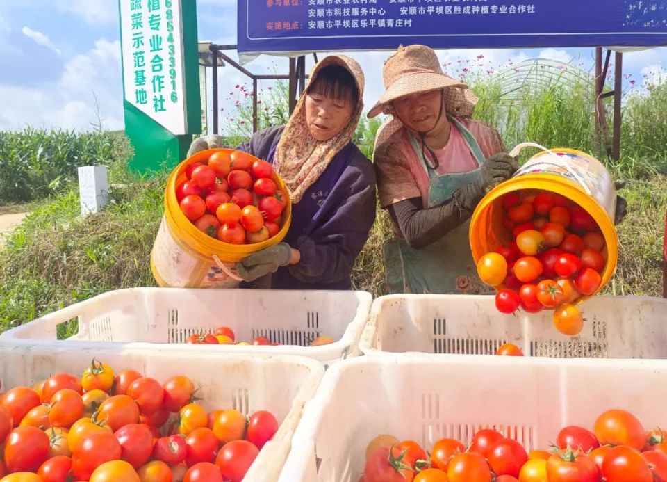 在位于平坝区乐平镇青庄坝区的平坝区胜成种植专业合作社,基地负责人