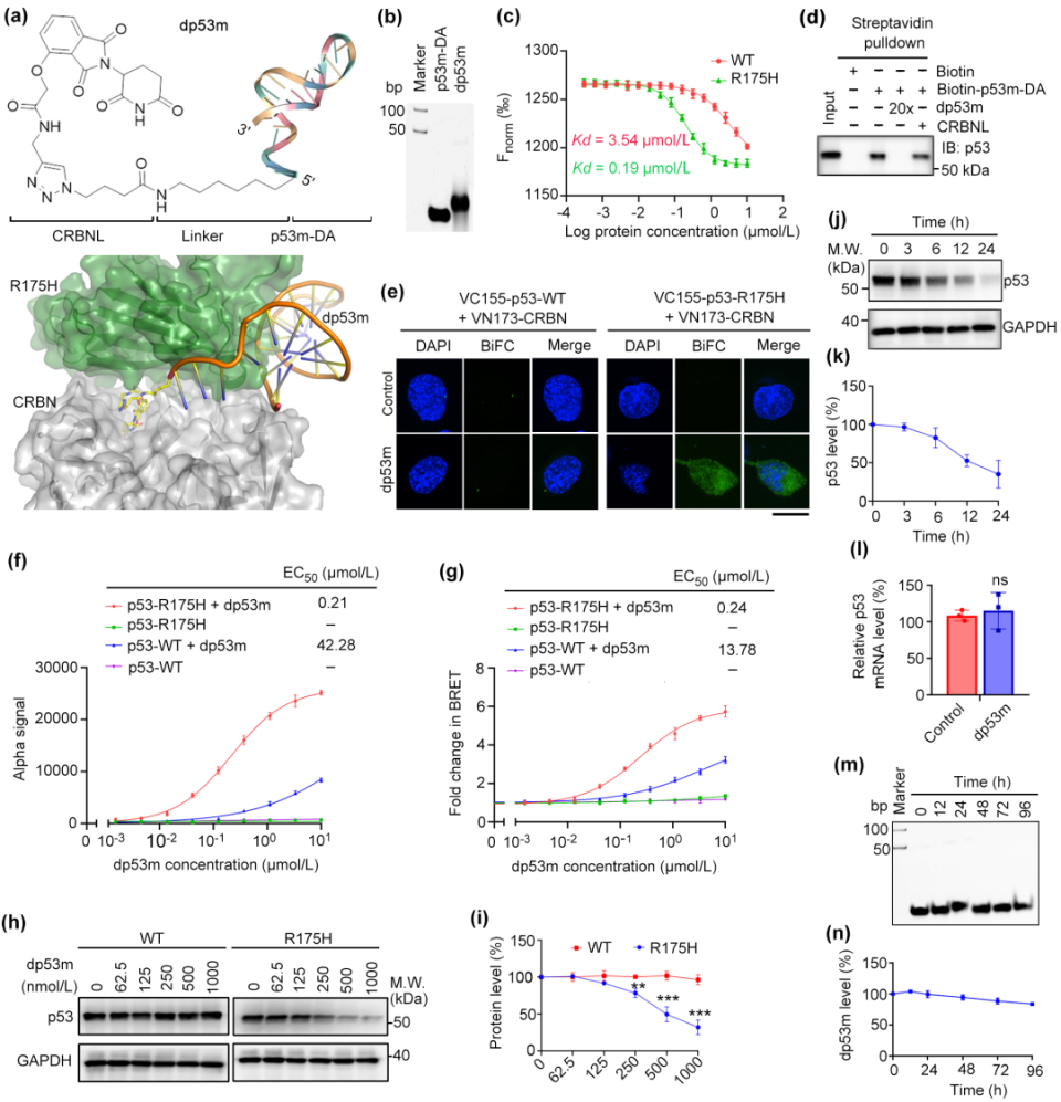 Science Bulletin | 谢松波、钟殿胜、吴思晋教授团队：新型靶向p53突变体的PROTAC用于肿瘤的精准治疗_腾讯新闻