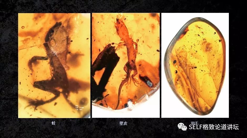 入了琥珀这个"坑",我才发现地球上曾经存在过这么奇特的生物 | 王博