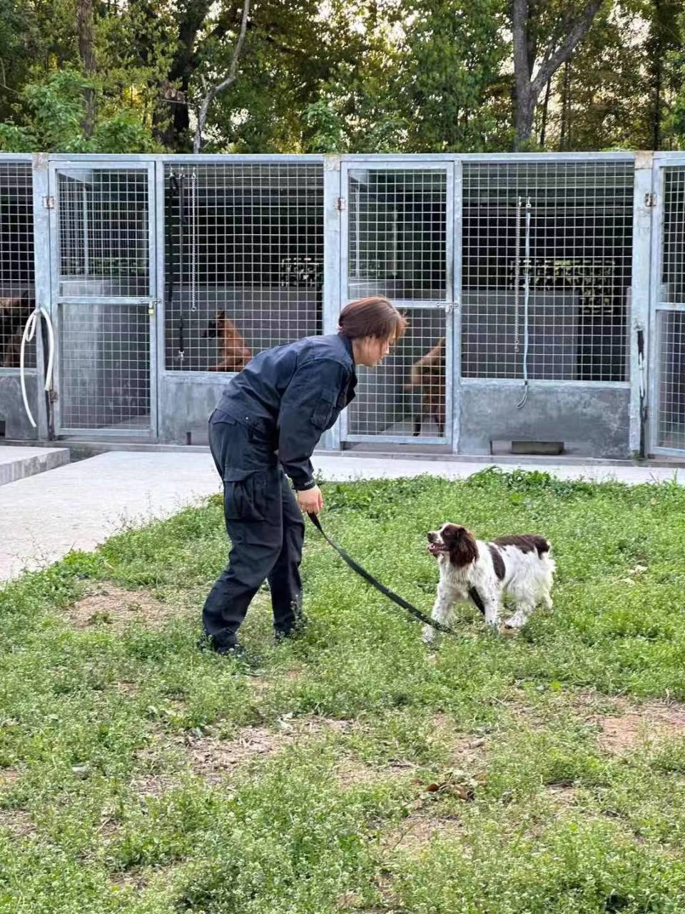 可是训导警犬与养宠物犬之间相差甚远.
