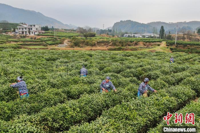 满园碧绿茶飘香 "中国名茶之乡"江西修水"明前茶"采摘忙_腾讯新闻
