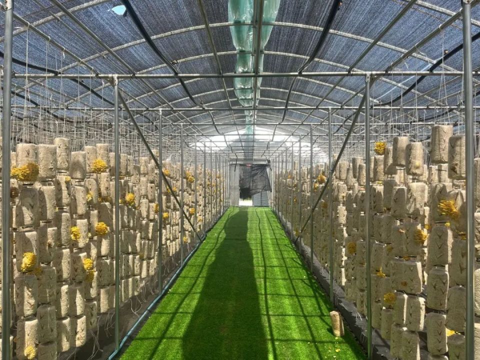 盛夏六月,走进位于东乡县那勒寺镇的伊淼食用菌种植基地,5万多个菌棒