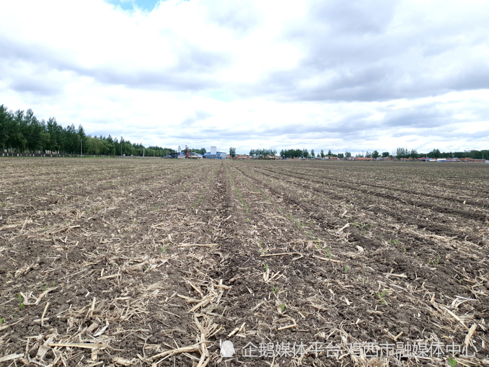 东海镇与八五一〇农场共同打造玉米全程托管示范田 — — 引领科学
