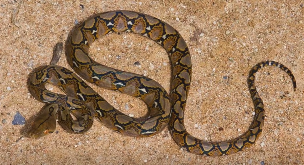 一动物园蟒蛇出逃,重约10斤有手臂粗