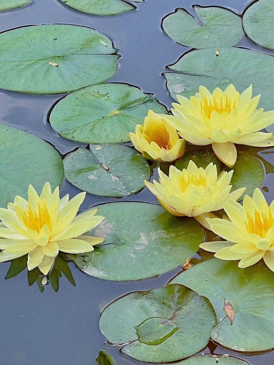 一叶一浮萍,一梦一睡莲, 在静安这里,见者好运"莲莲"