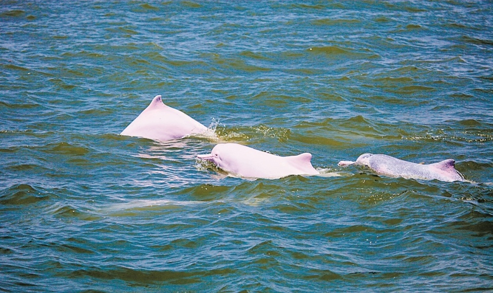 中华白海豚畅游蓝天碧海间_腾讯新闻