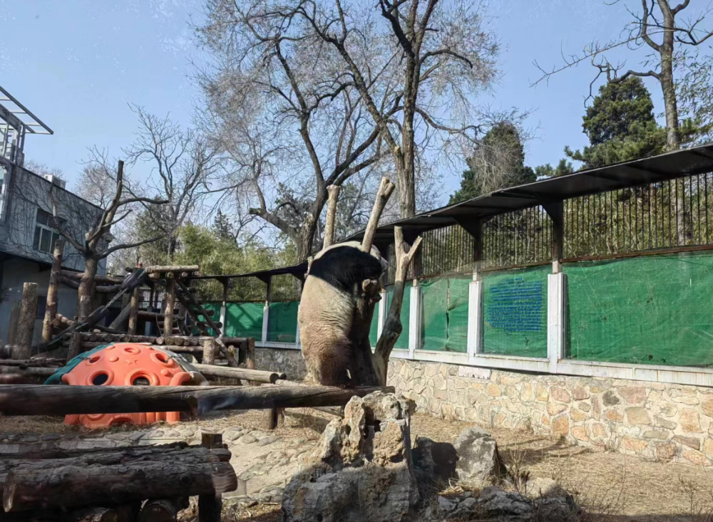 北京动物园：大熊猫“萌兰”运动场周边区域将限时参观旧手机换新手机的软件叫什么2023已更新(新华网/知乎)旧手机换新手机的软件叫什么