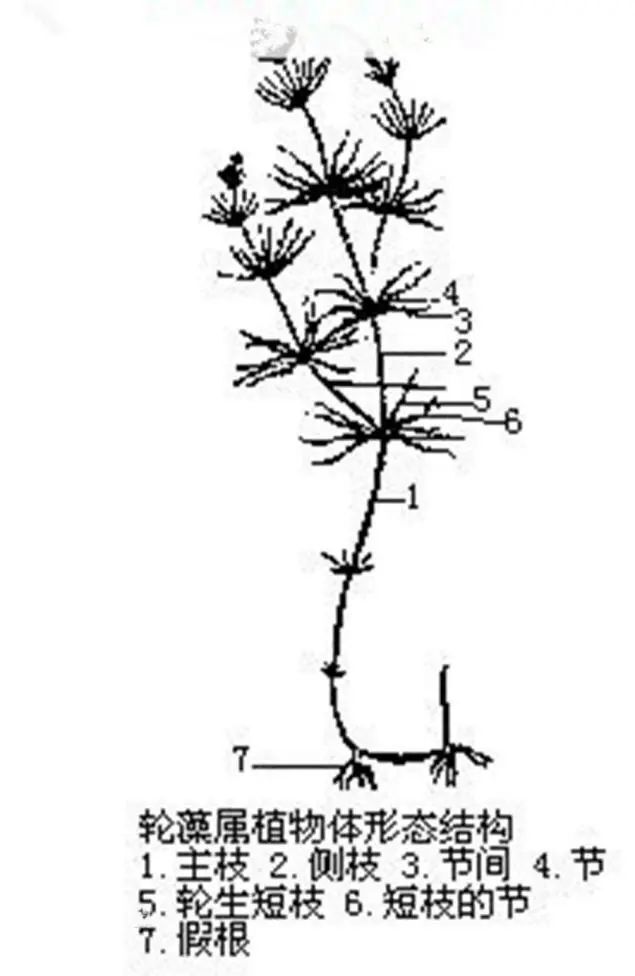 白垩纪的植物简笔画图片