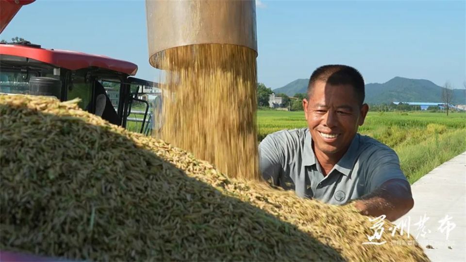道县:早稻开镰迎丰收 机声隆隆忙"双抢"