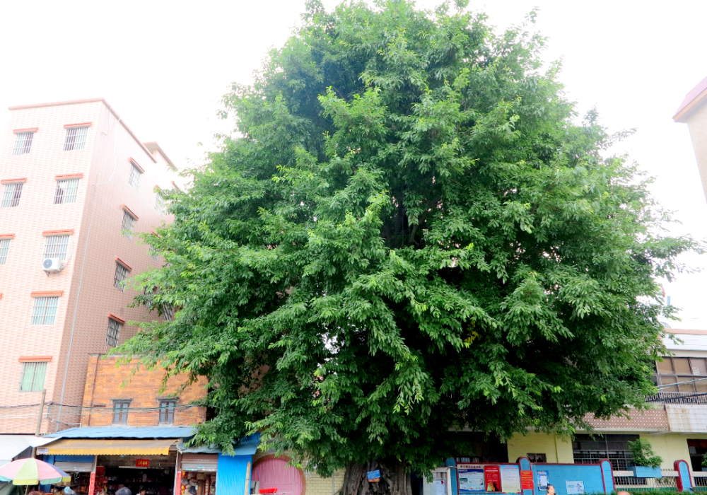 多彩乡村 | 禅城南庄紫洞村:登贤故里 贤德紫洞-腾讯新闻