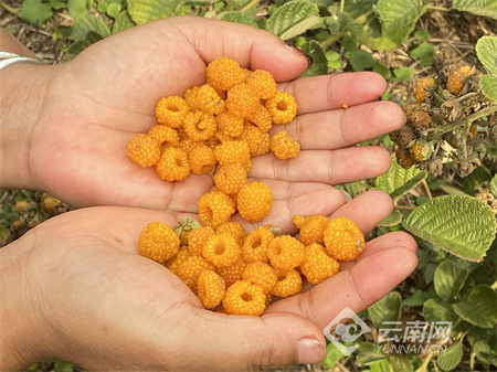 [南方生姜网-图片加载]
