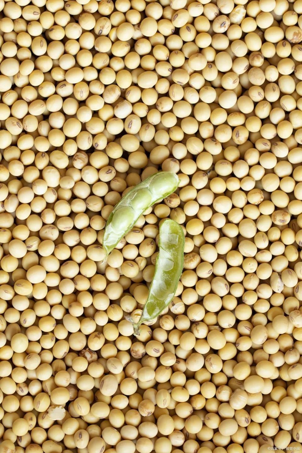 冷知识:毛豆就是黄豆就是大豆!