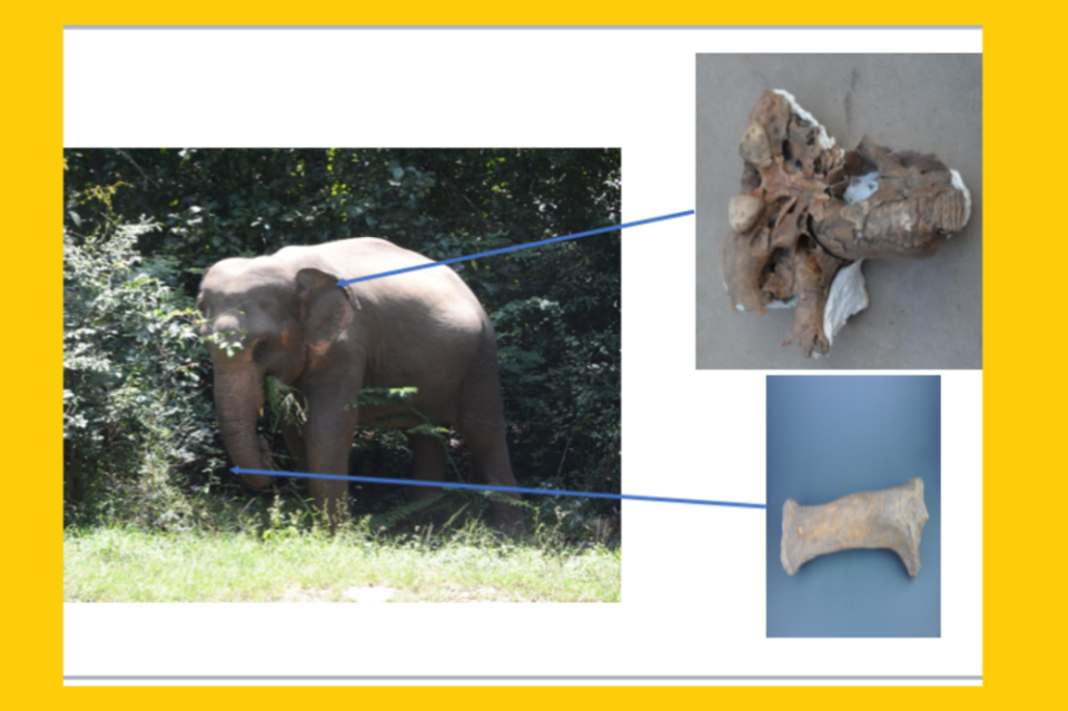 广富林遗址发现大象头骨,腿骨扬子鳄在广富林遗址里也发现过,既发现