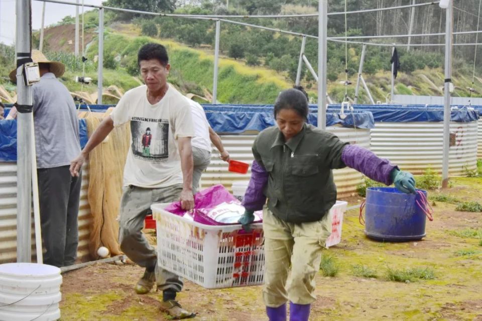 【乡村振兴】宁明华侨农场:"陆基养鱼"效益好  群众致富路子宽