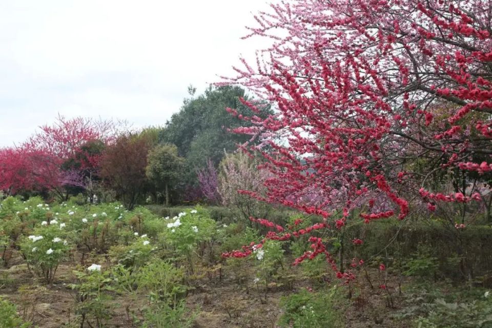 来贵州 上春山丨天香贵州牡丹园:繁花盛开迎客来_腾讯新闻