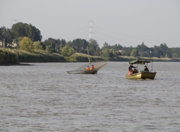 淮河淮南段又现"银鱼汛"!