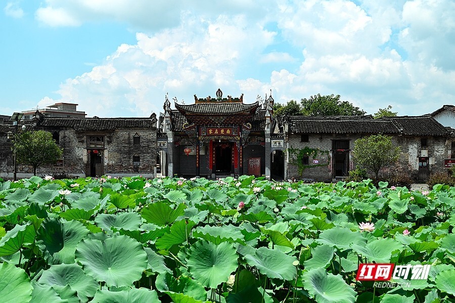 做活"花经济" 汝城金山村"荷"你有约