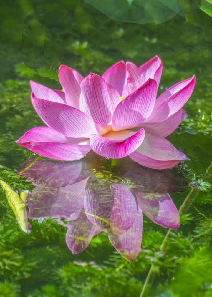 这个夏天的橙友圈,被快拍快拍的美图刷屏啦 | 拍一夏 晒一下摄影赛