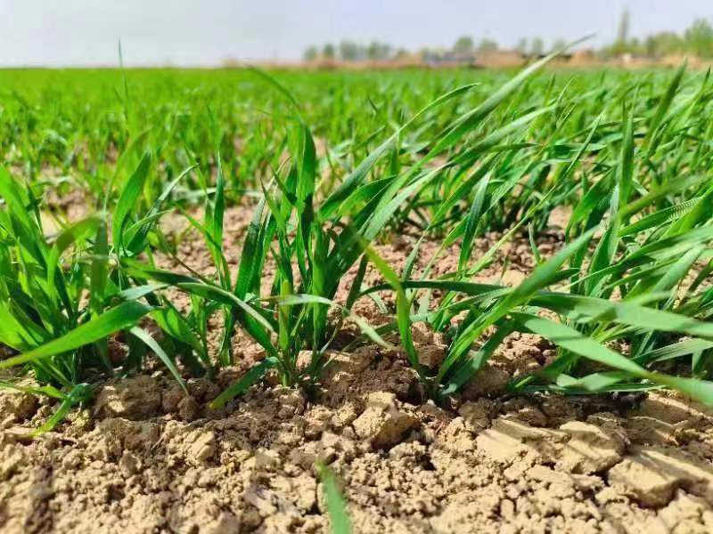 到村,组织农户抢抓农时开展春耕生产,切实保障小麦等粮食作物及时播种