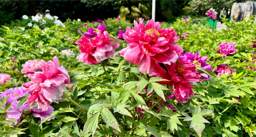 郑州植物园400个品种4万株牡丹雍容绽放郑州植物园内栽植有牡丹400个