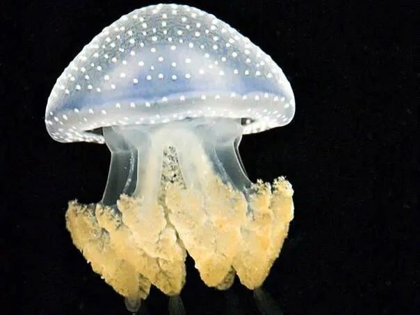 "端鞭水母"成体能长到直径六十多厘米,多以浮游生物,小鱼小虾为食,会