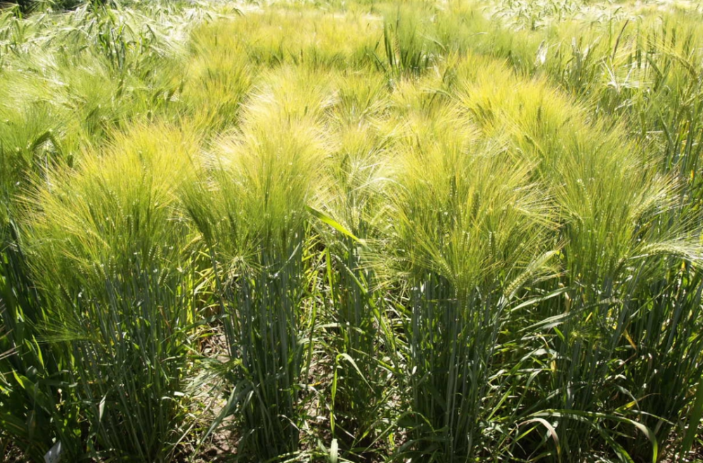 科技栽培 让青稞高产增效