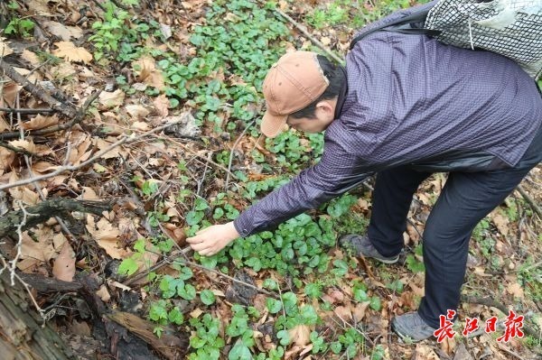 寻找“虫洞”发现52只“小虎”幼虫，中华虎凤蝶“安居”武汉_腾讯新闻