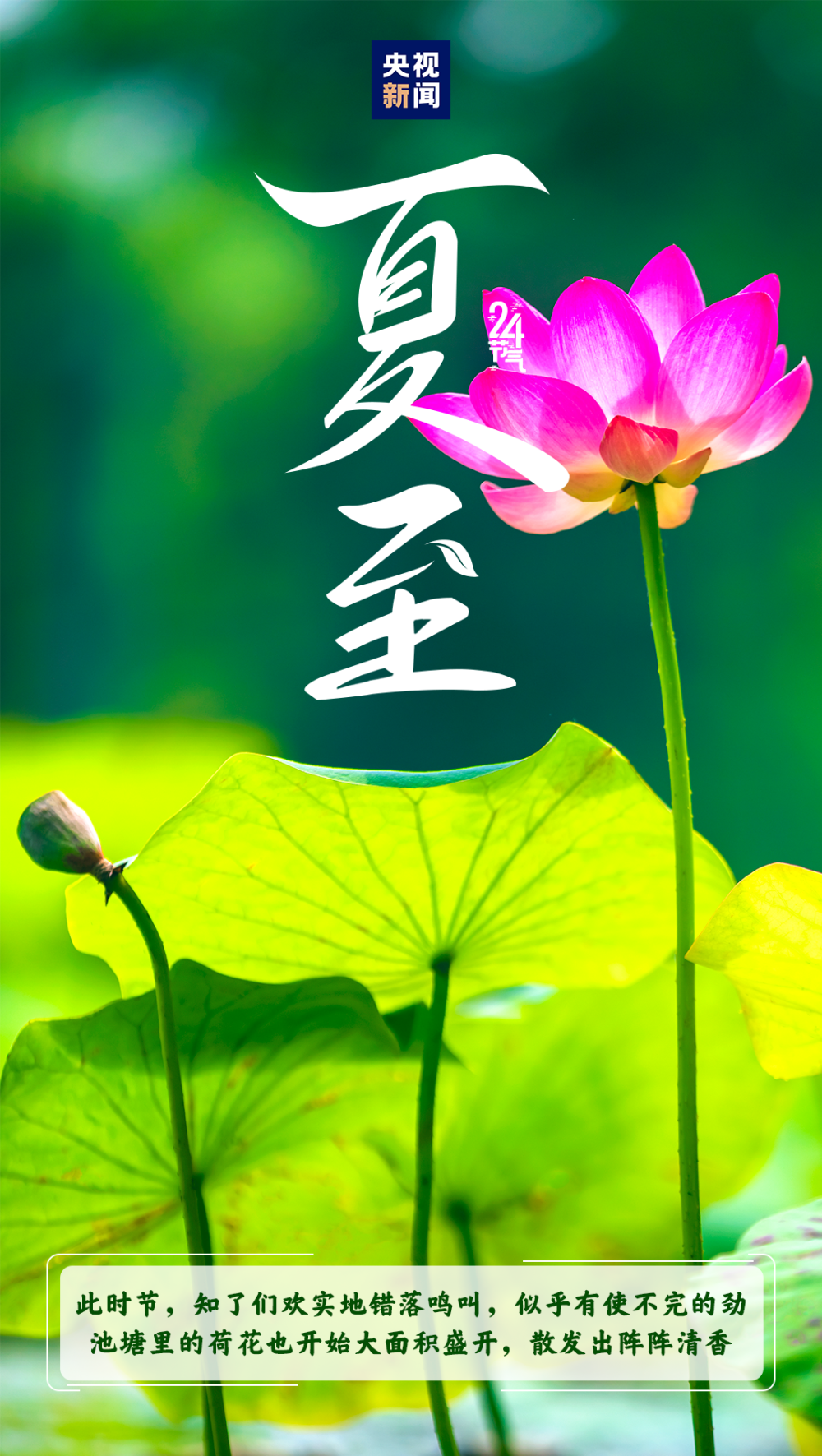 今日,夏至,注意防暑!
