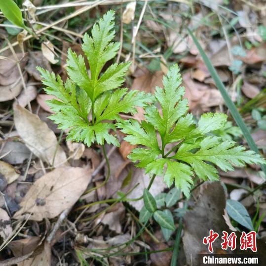 湖北赛武当发现国家二级重点保护野生植物黄连_腾讯新闻