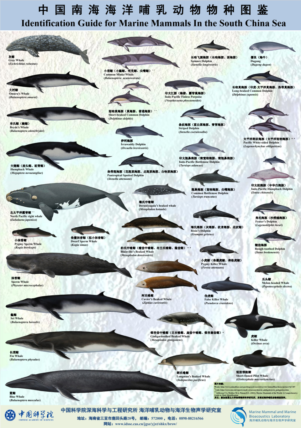 这种此前全球未见活体的神秘生物，被我们在中国南海发现了| 李松海-腾讯新闻