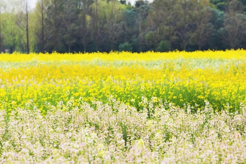 百亩七彩油菜花田来啦