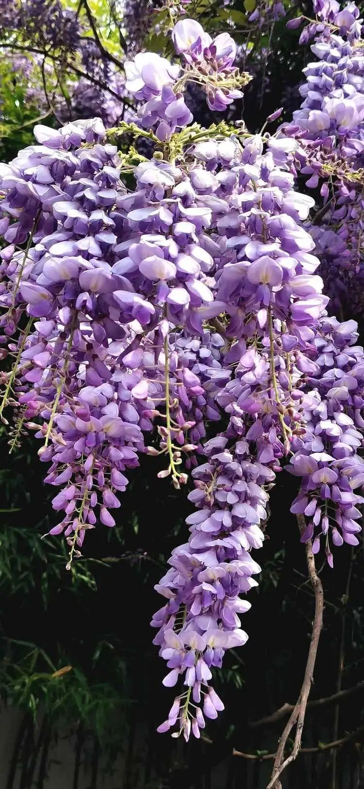 【四季皆美 】紫藤花开,许你一个梦幻的春天