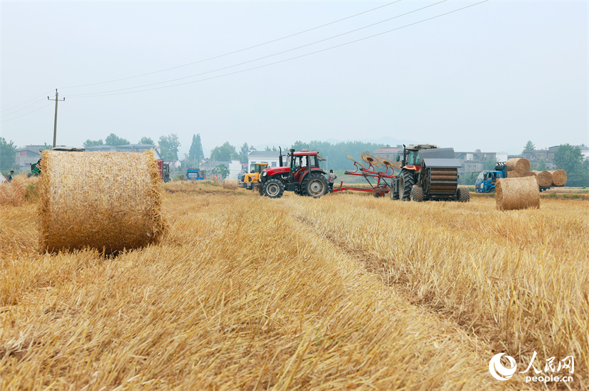 江西九江柴桑区:小麦丰收季 秸秆回收忙