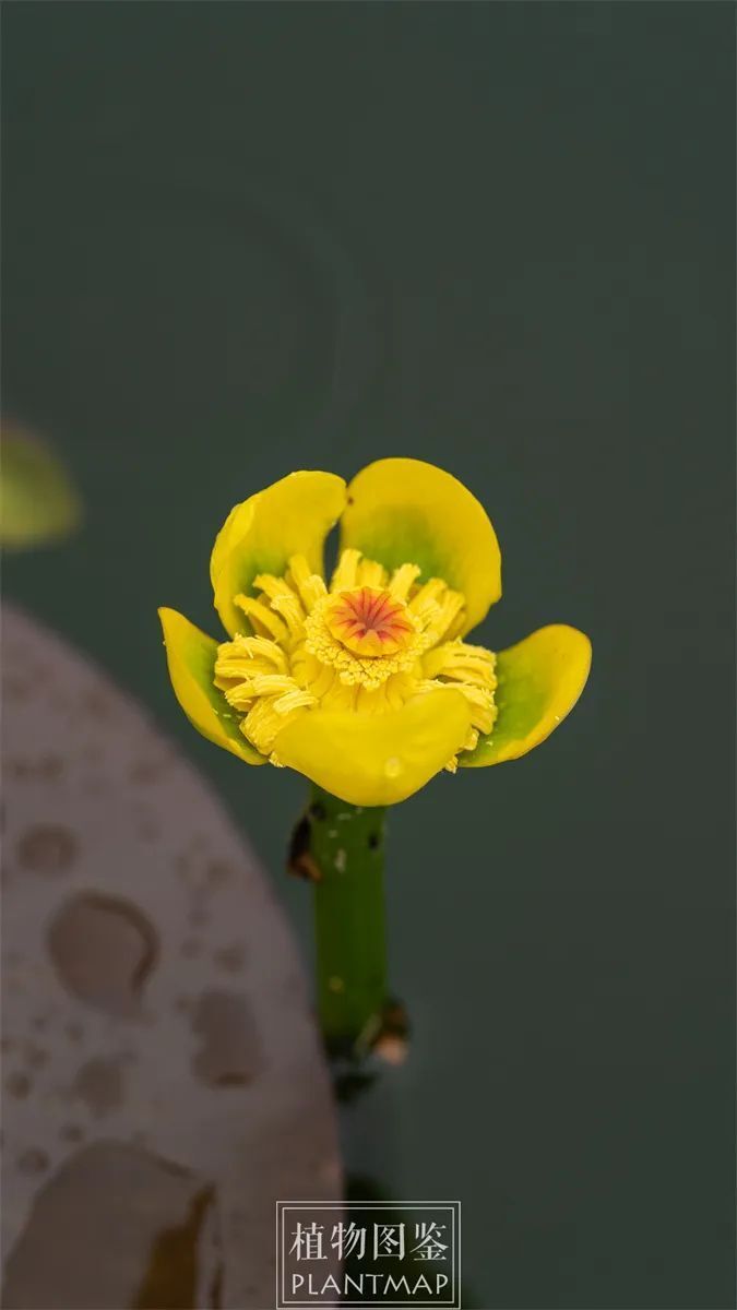 萍蓬草花照片图片