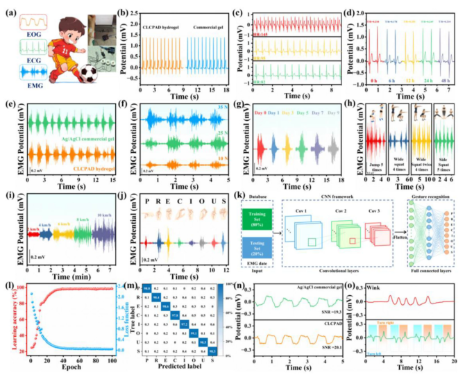 图7 基于LCPAD水凝胶电极的高保真电生理监测及机器学习辅助手势识别