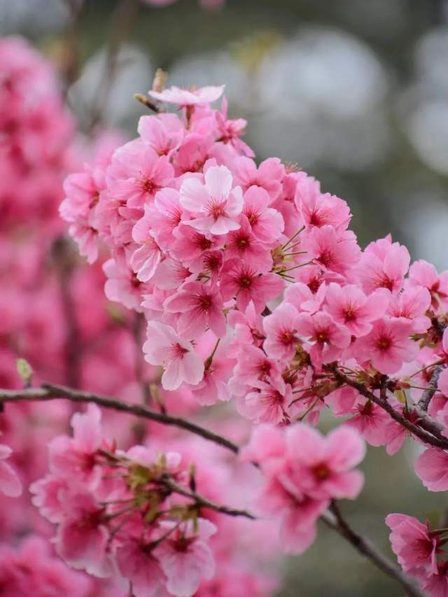 图源:爱植物的梨子花瓣色:粉红色花径:大轮花瓣数:一重(5枚瓣)开花