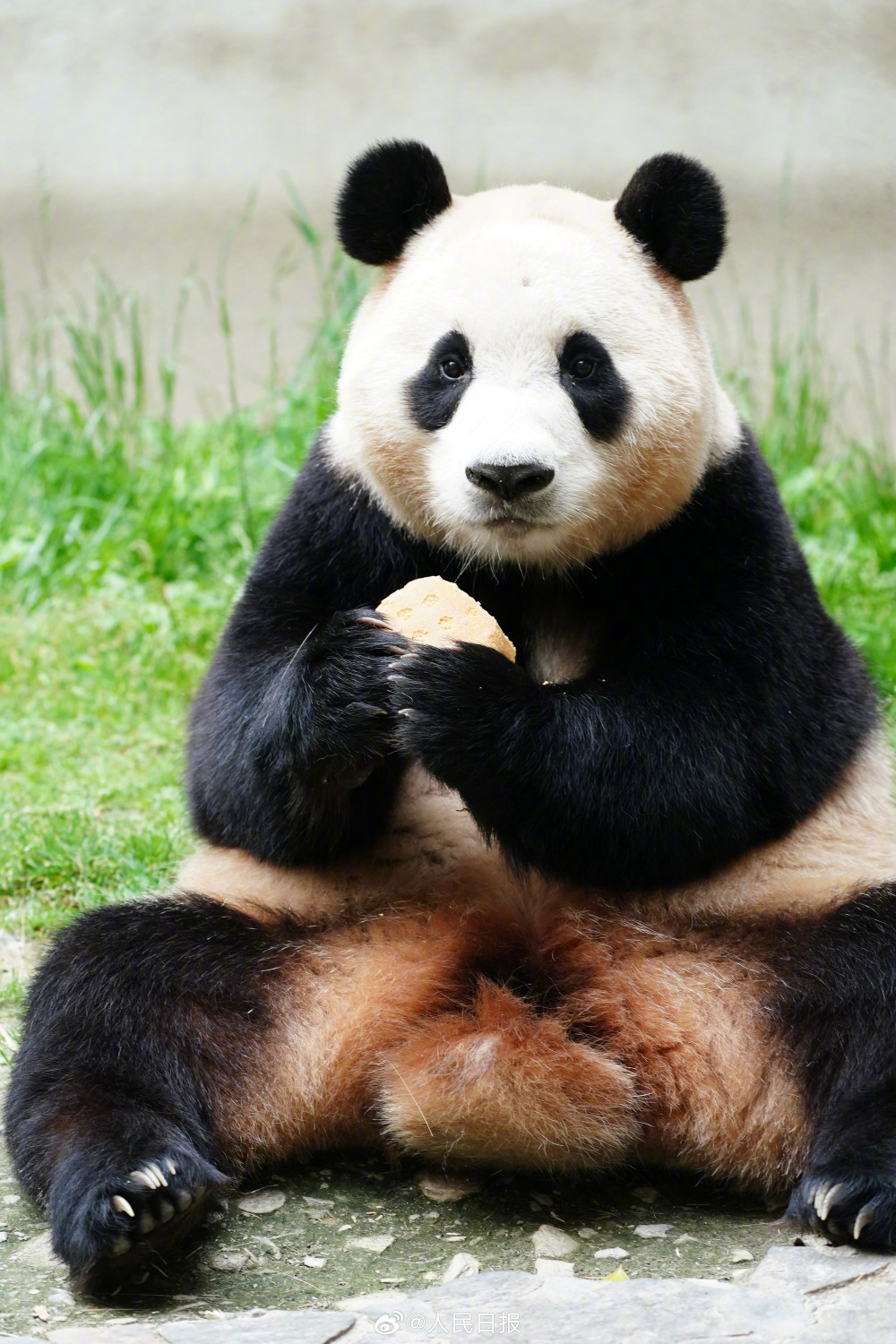 大熊猫福宝正式亮相